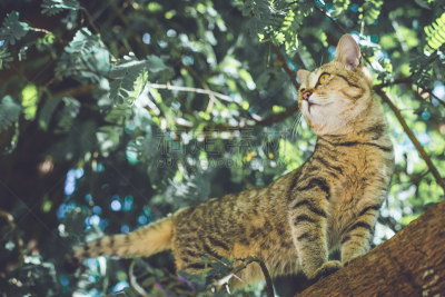 猫,翻线游戏,三趾鸥,美,水平画幅,可爱的,白色背景,动物身体部位,背景分离,泰国