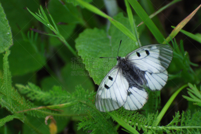 草,云,阿波罗蝶,绢蝶,clouded yellow butterfly,太阳神阿波罗,邮戳,天空,艺术,水平画幅