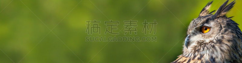 橙色,大雕,动物眼睛,自然,鹰雕,全景,巨大的,绿色背景,欧洲