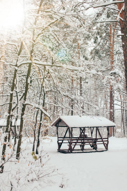 风景,冬天,雪,日光,森林,自然美,自然,季节,侧光,飘然