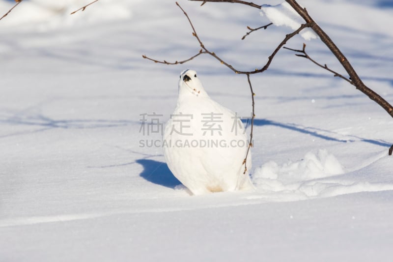 柳松鸡,白桦,瑞属拉普兰,寒冷,动物主题,瑞典,野生动物,雪,动物,鸟类