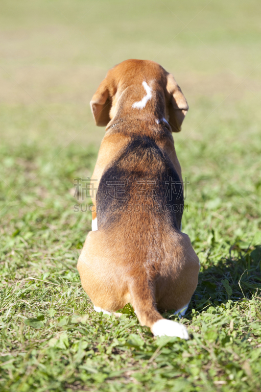 比格犬,背面视角,动物背脊,自然,垂直画幅,草坪,户外,草,宠物,平原