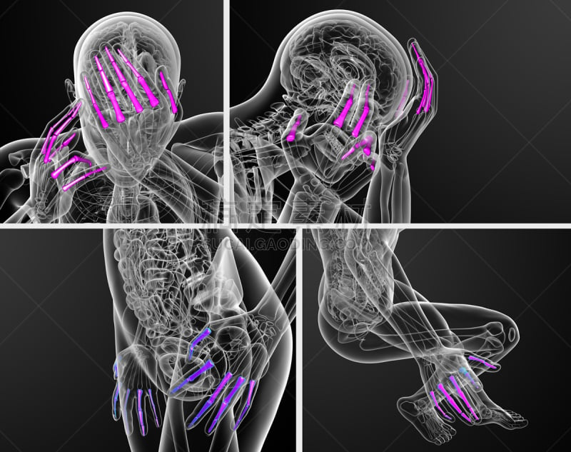 趾骨,三维图形,手,人,绘画插图,骨关节炎,肌腱,风湿病,骨质疏松症,人类骨架