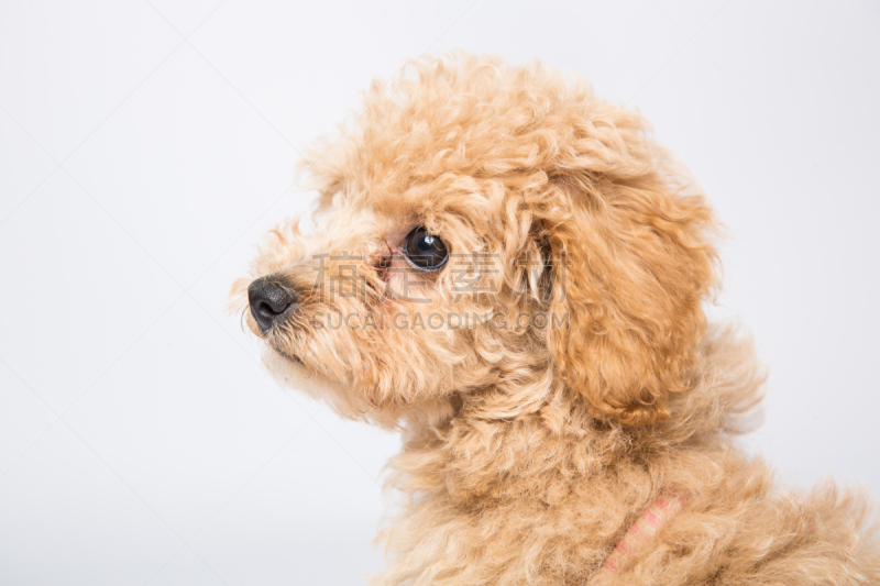 玩具贵宾犬,影棚拍摄,注视镜头,冈山市,正装照片,水平画幅,无人,户外,动物主题,哺乳纲