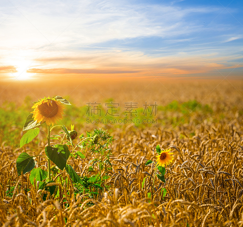 夏天,小麦,田地,都市风光,农业,热,大麦,云景,野生动物,环境