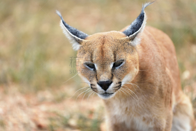 狞獾,肖像,纳米比亚,美洲狮,山猫,非洲野驴,野猫,咆哮,自然,野生动物