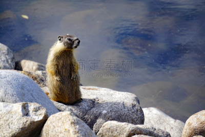 旱獭,好奇心,水,褐色,舒斯瓦普湖,野生动物,水平画幅,岩石,黄腹土拨鼠,野外动物