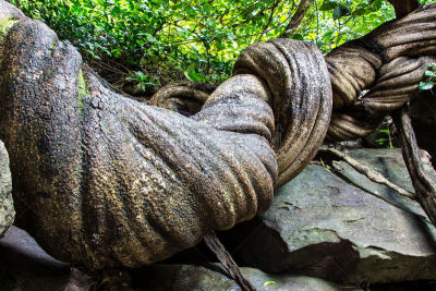 森林,有蔓植物,巨大的,自然,danum valley conservation area,水平画幅,根部,五月,苔藓,湿