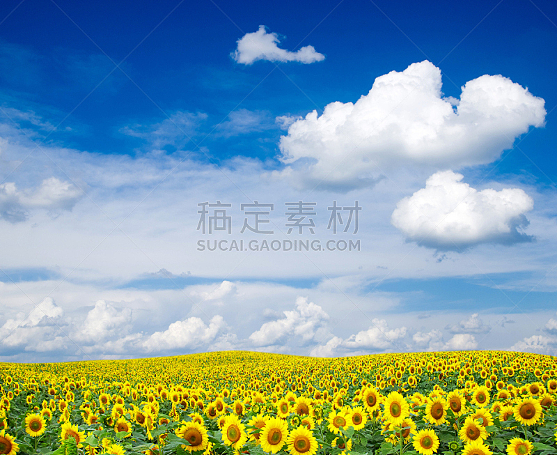 天空,蓝色,田地,向日葵,自然,水平画幅,无人,有机食品,乌克兰,夏天