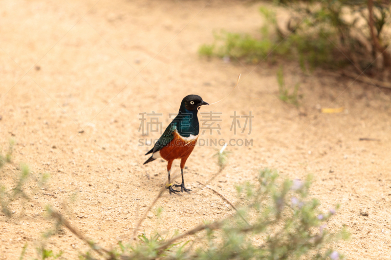 superb starling,椋鸟,荧光色,褐色,黄金,野生动物,美国,水平画幅,绿色,无人