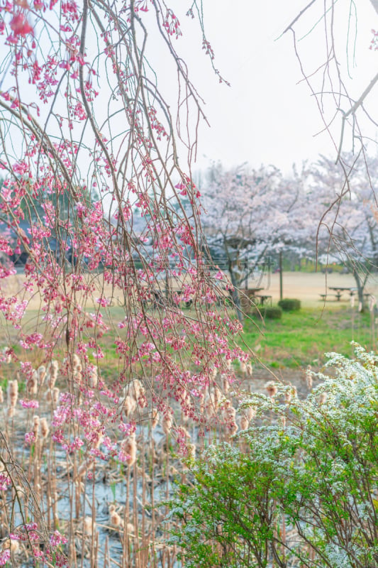 风景,春天,派克大街,垂直画幅,美,公园,枝繁叶茂,樱花,纯净,花见节