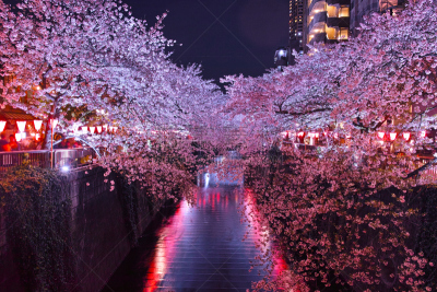 目黑河,夜晚,樱桃树,目黒区,吉野樱花,东京,纸灯笼,水平画幅,樱花,无人