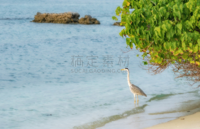 苍鹭,风,食品,野生动物,白鹭,腿,脖子,印度洋,动物,鸟类