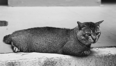 野生猫科动物,高雅,深度计,新加坡,水平画幅,猫,无人,黑白图片,街道,户外