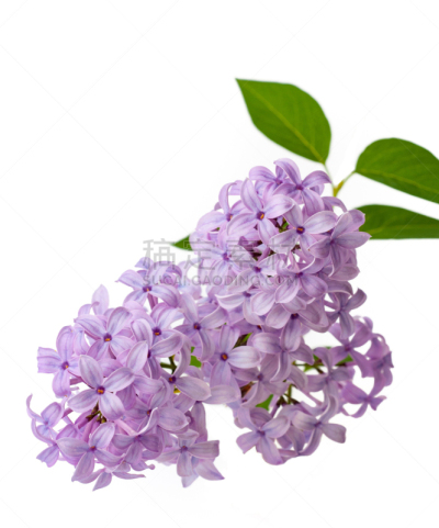 枝,丁香花,分离着色,白色背景,可爱的,香水,芳香疗法,调味品,春天,木樨科