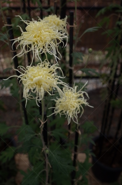 白色,黄色,菊花,伊势米氏,传统,清新,仅一朵花,枝繁叶茂,自然美,植物