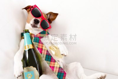 宿醉,喝醉的,狗,匿名戒毒会,杰克拉瑟短腿犬,开胃酒,做鬼脸,幽默,小睡,酒馆