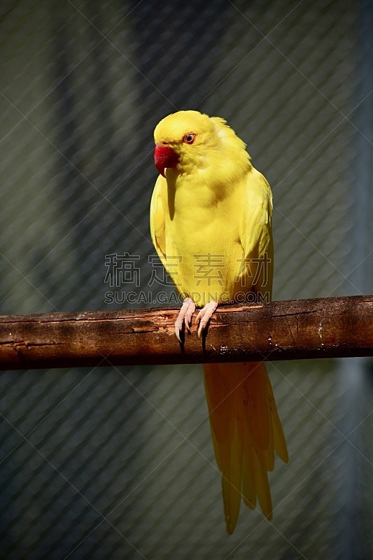 鸟类,鹦鹉,黄色,长尾鹦鹉,明亮,公园,印度次大陆人,比例,可爱的