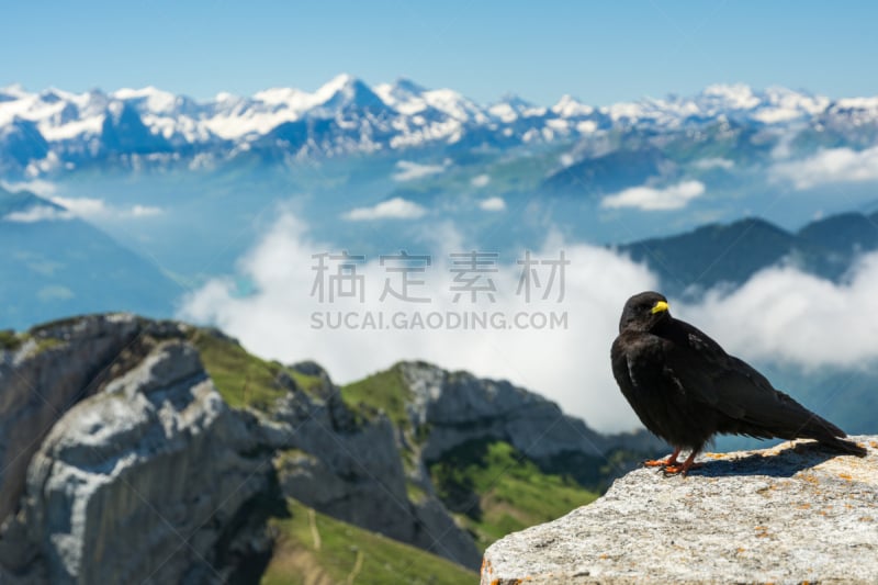 阿尔卑斯山红嘴山鸦,天空,水平画幅,雪,鸟类,岩层,夏天,户外,瑞士阿尔卑斯山,山