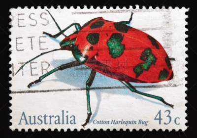 harlequin bug,棉,水平画幅,无人,航空邮件,邮戳,背景分离,邮件,动物