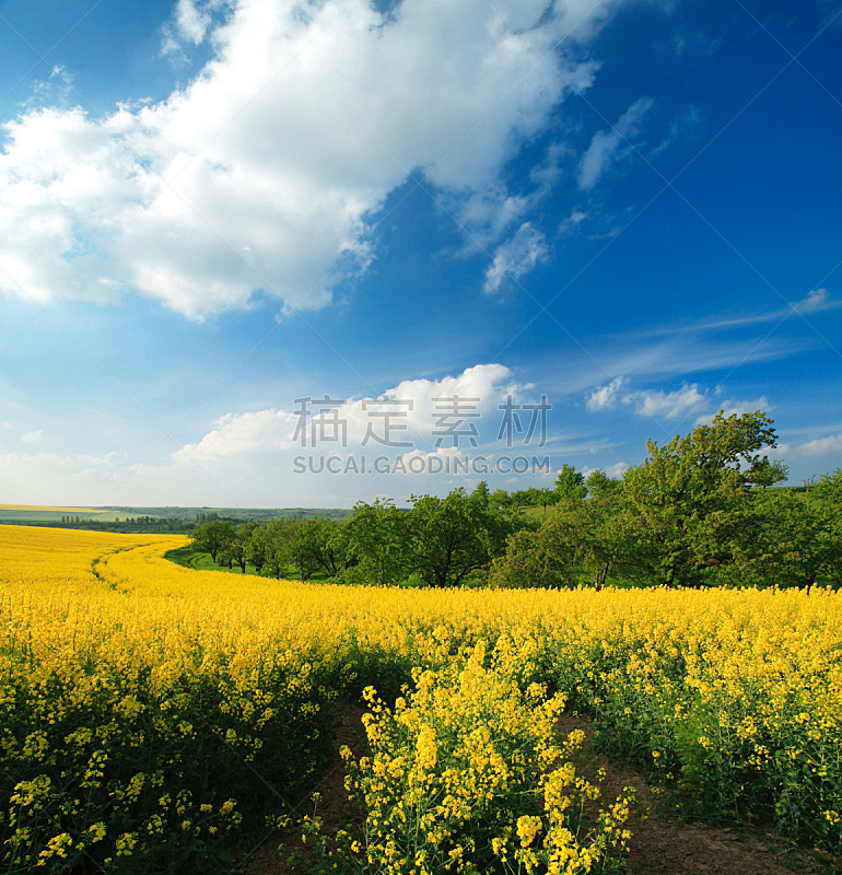 田地,天空,蓝色,油菜花,背景,户外,黄色,陆地,彩色图片,生长