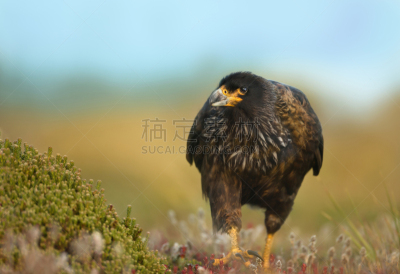 草,特写,条纹长腿兀鹰,天空,美,褐色,食肉鸟,水平画幅,无人,鸟类