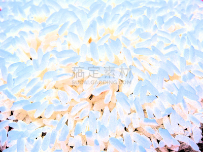 细菌,白色背景,水平画幅,微生物学,无人,膳食,活力,白色,蛆,俱乐部食品