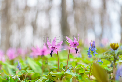 habitat of Dogtooth violet ( japanese name “Katakuri” ) and  blue Corydalis ( japanese name “Ezoengosaku” )