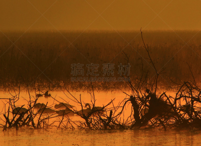 黎明,湿地,环境,云,水面,自然美,宫城县栗原市,鸟类,丘陵鹅,湖
