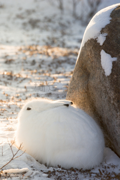 北极兔,丘吉尔镇,马尼托巴湖,野兔,垂直画幅,寒冷,野生动物,雪,野外动物,户外