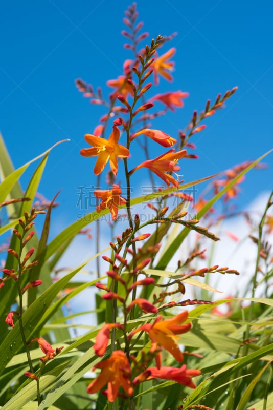 蓝色,夏天,仅一朵花,花头,crocosmia,天空,自然,垂直画幅,美