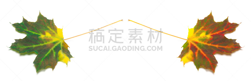 叶子,秋天,枫树,水平画幅,无人,干花,组物体,干的,特写,两个物体