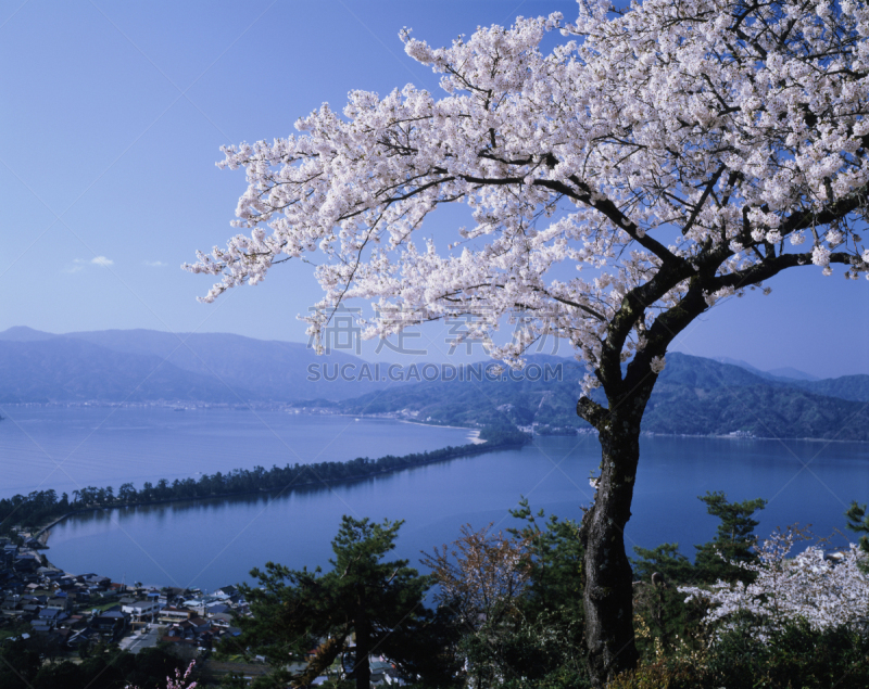 樱花,天桥立,京都府,水平画幅,无人,日本,户外,海岸线,彩色图片,山