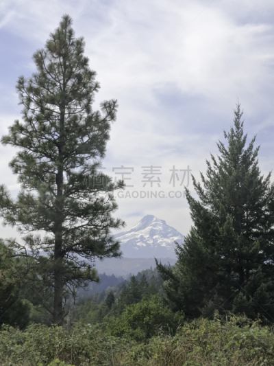 俄勒冈州,地形,自然,垂直画幅,天空,俄勒冈郡,松树,胡德雪山,雪,无人