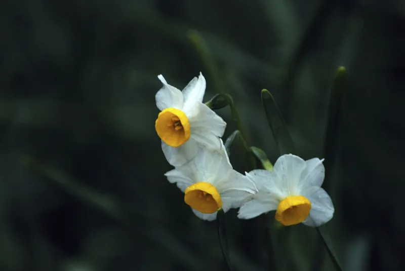 越前 越前图片 越前素材下载 稿定素材