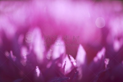水滴,抽象,花瓣,弹出式商店,植物园,兰花,水,夏天,光,设计