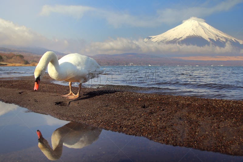 山梨县,富士山,天鹅,旅行者,白色,日本,背景,自然,概念,旅行