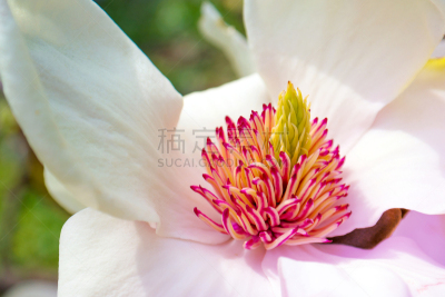 雄蕊,水平画幅,无人,户外,特写,仅一朵花,花蕾,白色,植物,生长
