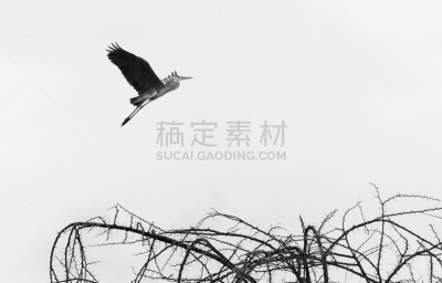 鹈鹕,奈瓦沙,自然,水平画幅,鸟类,巨大的,非洲,户外,湖,船