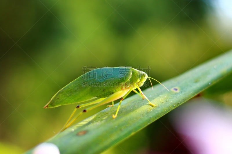 竹笋虫科,自然界,自然,水平画幅,无人,叶子,特写,昆虫,摄影,隐藏