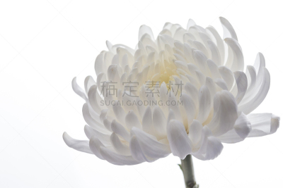 菊花,自然美,白色,自然,芳香的,黄色,季节,图像,花瓣,清明节
