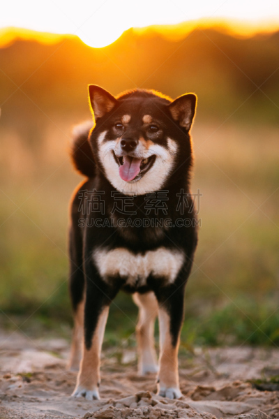 日本柴犬,狗,户外,黑色,幼小动物,晒黑,可爱的,宠物,自然,纯种犬