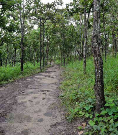 尤脑香科树,泰国,森林,自然,垂直画幅,绿色,无人,早晨,户外,野生植物