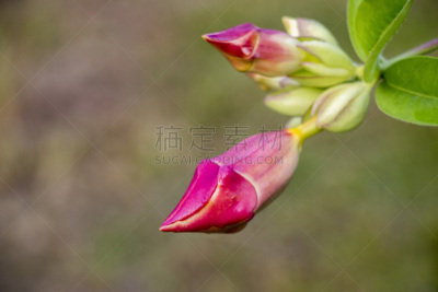 家庭,美洲,赤素馨花,植物群,公亩,软枝黄蝉,土耳其秃鹰,柳叶,小号,自然
