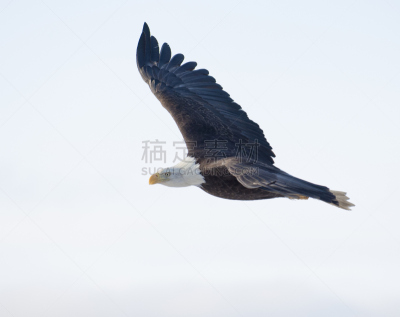 霍默,白头鹰,阿拉斯加,白色,天空,在上面,美国,食肉鸟,水平画幅,符号