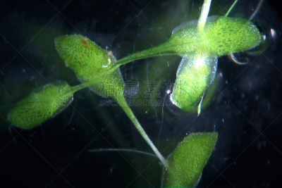 藻类,浮萍,水生植物,水下,淡水,河流,放大效果,池塘,常春藤,星星