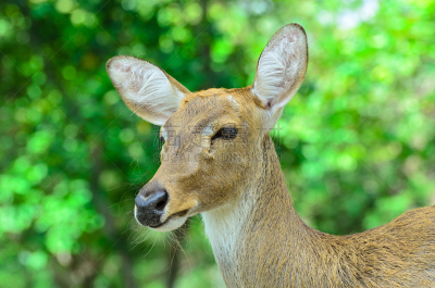 brow-antlered deer,接力赛,自然,机敏,褐色,野生动物,水平画幅,户外,草,鹿