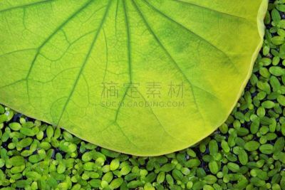 荷花,叶子,闭着眼睛,正下方视角,部分,鸭子,草坪,环境,泰国,环境保护