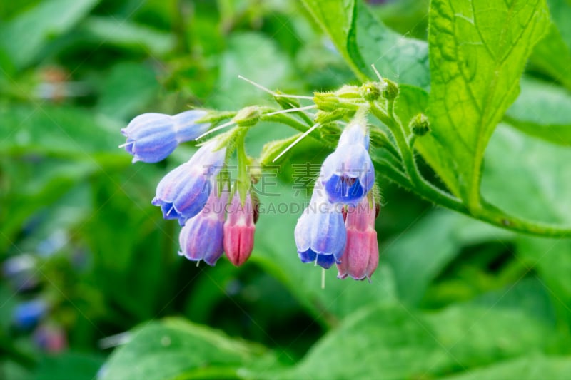 风信子,组物体,风信子树木,tubularia,德比,水平画幅,无人,英格兰,夏天,户外