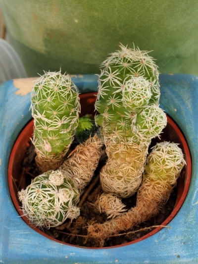 仙人掌,锅,自然,十二月,花盆,法国,垂直画幅,冬天,图像,利勒河畔索尔格